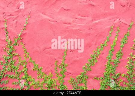 Ivy ou plante grimpante sur un mur en béton rose coloré Banque D'Images