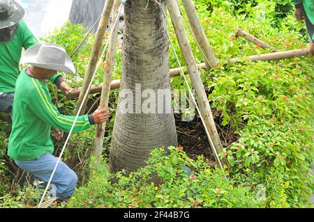 Jardiniers faisant des piquets d'arbre soutenant l'arbre à partir de vent fort Banque D'Images