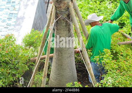 Jardiniers faisant des piquets d'arbre soutenant l'arbre à partir de vent fort Banque D'Images