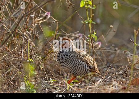 Jungle Bush Quail, homme, Perdicula asiatica, parc national de Ranthambore, réserve naturelle, Ranthambhore, Sawai Madhopur, Rajasthan, Inde, Asie Banque D'Images