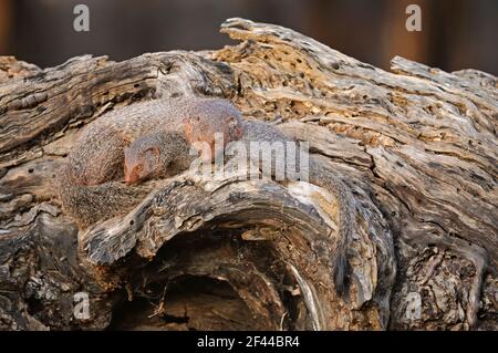 Ruddy Mongoose, Mongoose à queue noire, famille, herpéstes smithii, tronc d'arbre, Parc national de Ranthambore, réserve naturelle, Ranthambhore, Sawai Madhopur, Rajasthan, Inde, Asie Banque D'Images