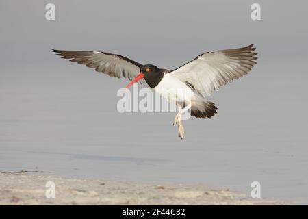 Oystercatcher américain arrivant sur terre (Haemotopus palliatus) fort de Soto, floride, États-Unis BI001950 Banque D'Images