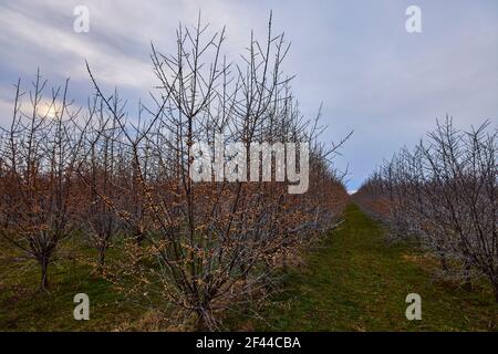 plantation d'arbustes d'argousier au début du printemps Banque D'Images