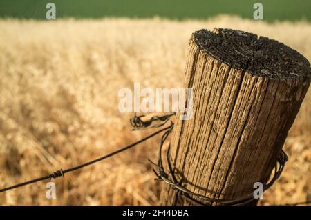 Haut d'une ancienne clôture agricole et abîmé sur fond de pâturage sec. Gros plan Banque D'Images