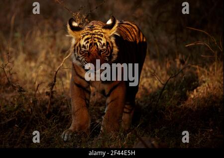 Petits adorables petits oursons de tigre debout dans l'ombre et la lumière du soleil dedans Parc national de Ranthambhore Banque D'Images