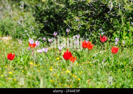 Tulipe de montagne sauvage (Tulipa agenensis) Fleur photographiée en Israël au printemps de mars Banque D'Images