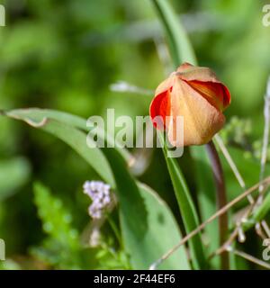 Tulipe de montagne sauvage (Tulipa agenensis) Fleur photographiée en Israël au printemps de mars Banque D'Images