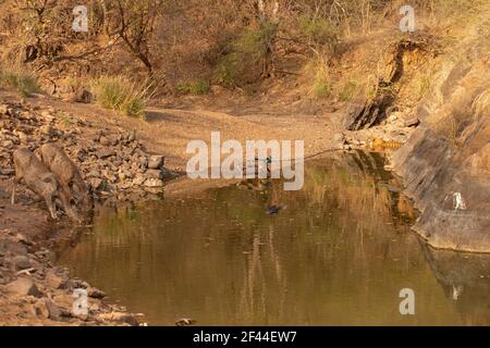 Tigre du Bengale royal partageant le trou d'eau cerf de sambar et peafowl, parc national de Ranthambore, réserve naturelle, Ranthambhore, Sawai Madhopur, Rajasthan, Inde, Asie Banque D'Images