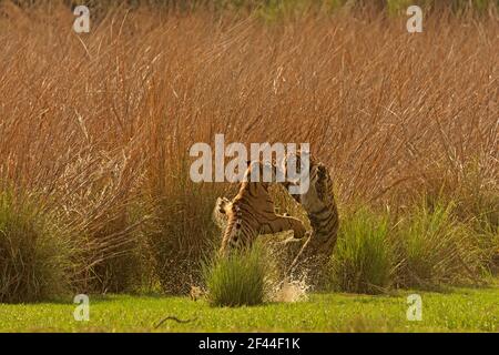 Deux tigres du Bengale royal jouant, parc national de Ranthambore, réserve naturelle, Ranthambhore, Sawai Madhopur, Rajasthan, Inde, Asie Banque D'Images