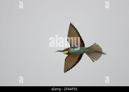 Bee Eater - en vol (Merops apiaster) Extramadura, Espagne BI002423 Banque D'Images