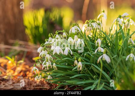 Groupe de fleurs de Snowdrop (Galanthus nivalis) rétroéclairé par le lever du soleil. Magnifique arrière-plan avec bokeh et espace de copie. Fleurs fleuries au printemps. Banque D'Images