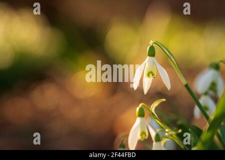 Snowdrop (Galanthus nivalis) rétroéclairé par le lever du soleil. Magnifique arrière-plan avec bokeh et espace de copie. Fleurs en fleurs au printemps et en saison de pâques. Banque D'Images