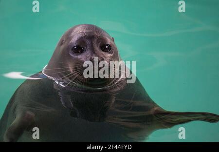 Sceau Baikal ou Nerpa endémique du lac Baikal regardant la caméra avec des yeux très intelligents. Banque D'Images