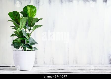 Petite Fiddle Leaf Fig en pot, Ficus lyrata Bambino, une maison populaire, sur une table rustique en bois de ferme blanche avec espace libre pour le texte. Banque D'Images