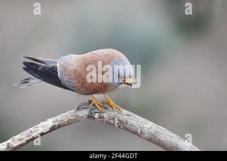 Petit Kestrel(Falco naumanni) Homme appelant Estrémadure, Espagne BI002681 Banque D'Images