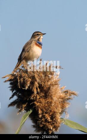 Mâle Bluethroat (Luscinia svecica) près d'une flaque d'eau dans le désert, hivernant à Negev, israël photographié en décembre Banque D'Images