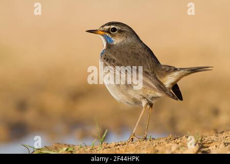 Mâle Bluethroat (Luscinia svecica) près d'une flaque d'eau dans le désert, hivernant à Negev, israël photographié en décembre Banque D'Images