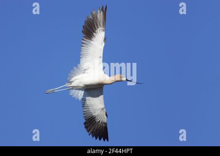 American Avocet in Flight (Recurvirostra americana) Klamath NWR Oregon, États-Unis BI003295 Banque D'Images