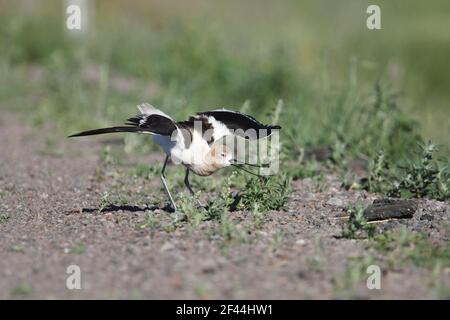 American Avocet Threat Display (Recurvirostra americana) Klamath NWR Oregon, États-Unis BI003315 Banque D'Images