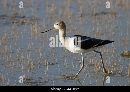 L'Avocette d'Amérique (Recurvirostra americana) NWR Klamath Oregon, USA BI003320 Banque D'Images