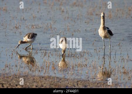 American Avocet et Chicks(Recurvirostra americana) Klamath NWR Oregon, Etats-Unis BI003323 Banque D'Images