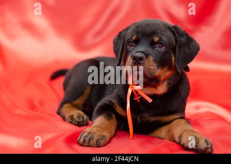 Rottweiler Puppy sur fond rouge. Animal de compagnie de deux mois avec ruban orange et badge en plastique. Animal drôle de la race allemande. Gros plan. Sélection Banque D'Images