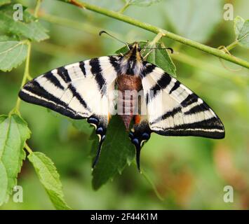 Protographium marcellus, la queue de zébrée, pendant la mariganisation. L'insecte est sur une feuille verte. Banque D'Images