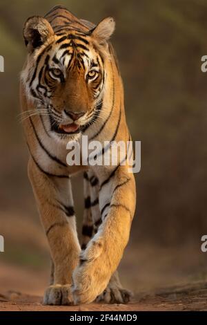 Royal Bengale Tiger Walking, parc national de Ranthambore, réserve naturelle, Sawai Madhopur, Rajasthan, Inde, Asie Banque D'Images