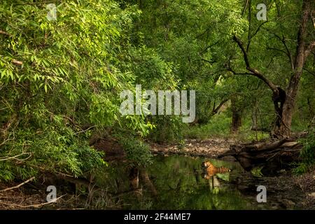 Trou d'eau du tigre du Bengale royal, parc national de Ranthambore, réserve naturelle, Sawai Madhopur, Rajasthan, Inde, Asie Banque D'Images
