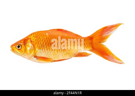 Poisson rouge isolé sur fond blanc. Banque D'Images