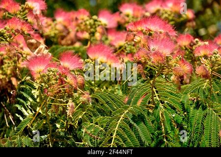 Les belles fleurs d'acacia de lankaran rose Banque D'Images