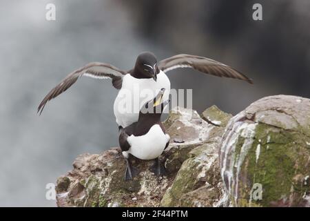 Pingouin torda - Alca torda accouplement Fowlsheugh réserve RSPB Grampian, UK BI010098 Banque D'Images