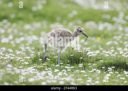 Curlew - ChickNumenius arquata Shetland Mainland, Royaume-Uni BI010411 Banque D'Images