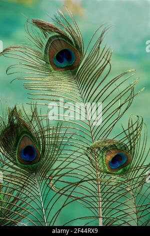 Un cliché vertical de plumes de paon vertes, brillantes et veloutées avec des taches multicolores Banque D'Images
