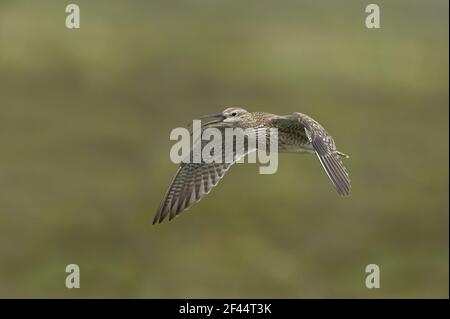 Whimrel - appel en FlightNumenius phaeopus Shetland Mainland, Royaume-Uni BI011523 Banque D'Images