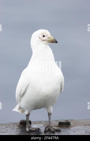 Sheathbill enneigé - sur ShipChionis alba Antarctique Penninsulaire BI012773 Banque D'Images