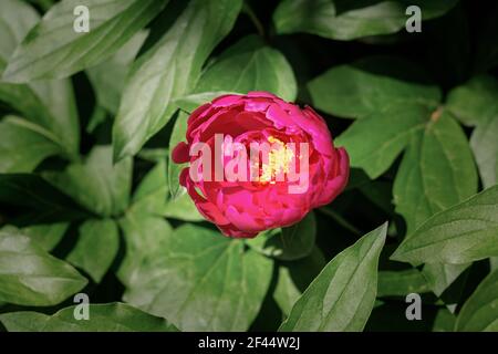 Les pivoines roses fleurissent dans le jardin, au printemps. Magnifique fond juteux de fleurs de printemps. Un lit de fleurs aux rayons du soleil. Arrière-plan flou de la folia verte Banque D'Images