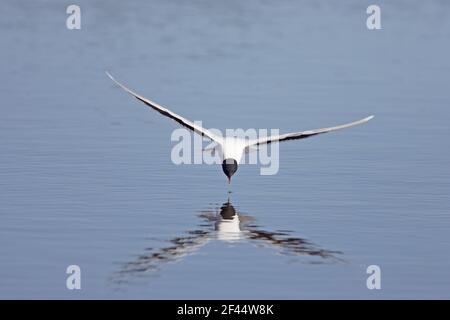 Little Gull - attraper des mouches sur la surface de l'île de Hailuoto LakeLarus minutus, Finlande BI014575 Banque D'Images