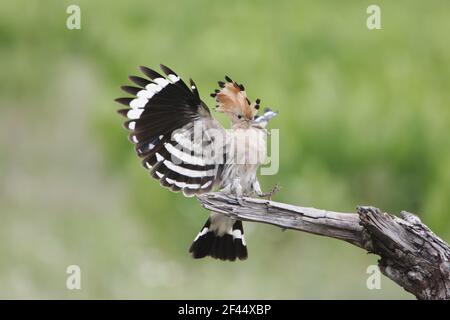 Hoopoe - atterrissage sur le perchoir Upupa epops Hongrie BI019880 Banque D'Images