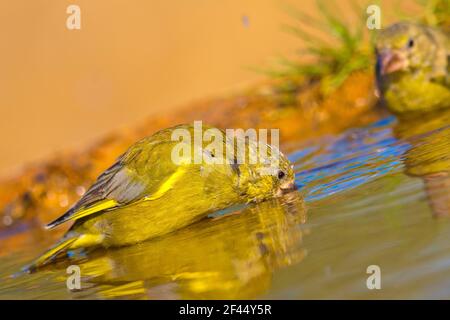 Greenfinch, Carduelis chloris, Étang forestier, Forêt méditerranéenne, Castille et Leon, Espagne, Europe Banque D'Images