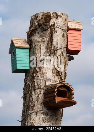 Une variété de boîtes de nid d'oiseau sur une souche de bouleau argenté. Banque D'Images