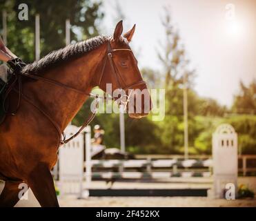 Un cheval de baie avec un cavalier dans la selle et avec une manie sombre participe aux compétitions de saut de spectacle par une journée ensoleillée d'été. Sports équestres Banque D'Images