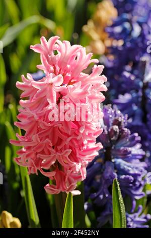 Hyacinthus fleurs. Banque D'Images