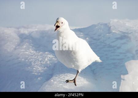 Moucheathbill enneigé - CallingChionis alba Paulette Island Antarctique Penninsulaire BI007457 Banque D'Images