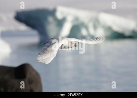 Sheathbill enneigé - en FlightChionis alba Paulette Island Antarctique Penninsulaire BI007460 Banque D'Images