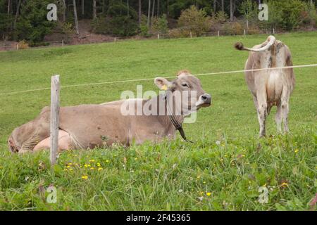 Deux vaches alpines brunes dans un pâturage vert dans les Dolomites zone Banque D'Images