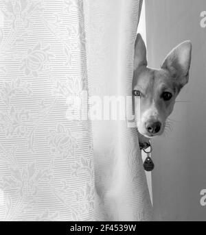 Un petit chien - une croix Jack Russell / Corgi (A Cojack) sort de derrière un rideau (Royaume-Uni) (B&W) Banque D'Images