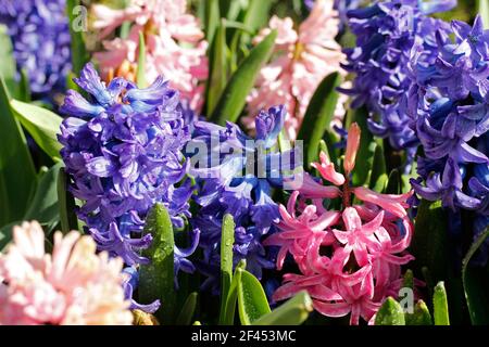 Le jacinthus fleurit avec des gouttelettes. Banque D'Images