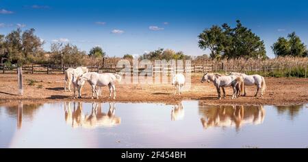 Camargue chevaux dans un ranch de Saintes-Maries-de-la-Mer, dans les Bouches du Rhône, en Provence, France Banque D'Images