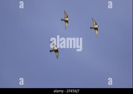 Crag Martin - in FlightHirundo rupestris Segovia, Espagne BI009148 Banque D'Images